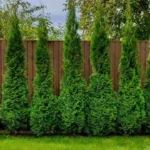 Arborvitae