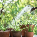 Do You Water Aloe Vera Plants from Top or Bottom