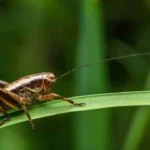 How To Get Rid Of Cricket Noise At Night