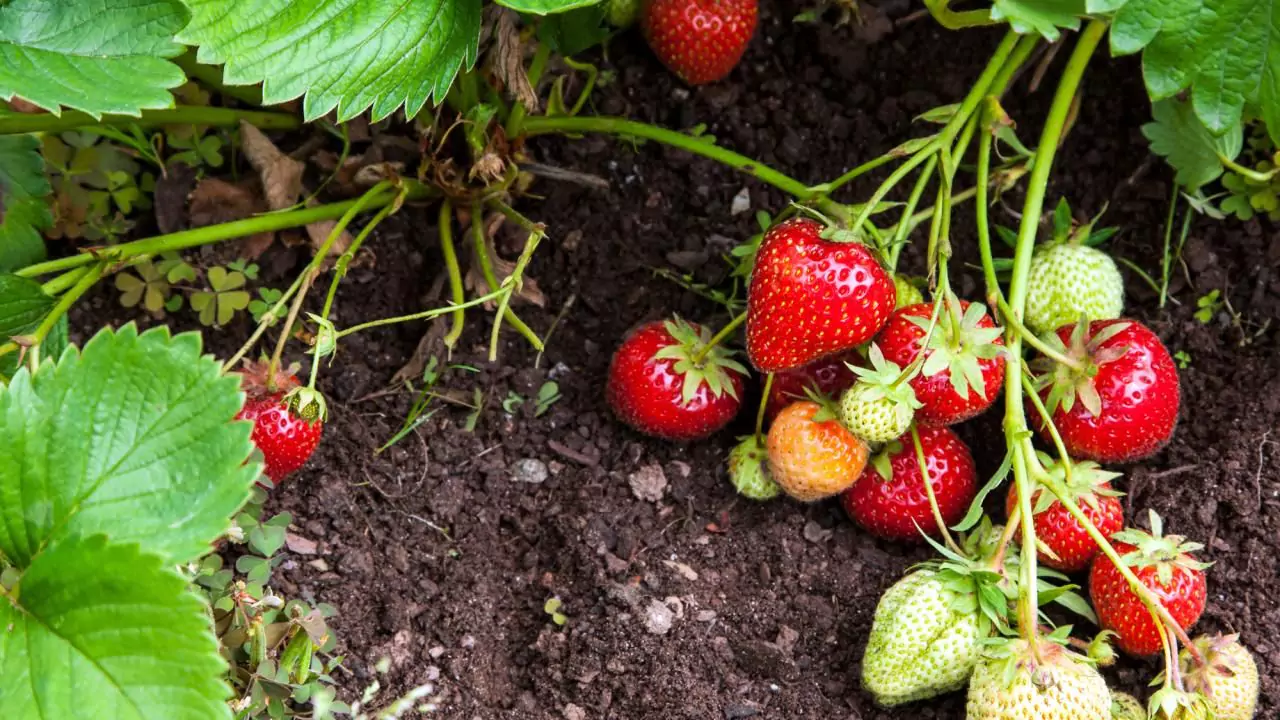 How Often Should You Water Strawberry Plants