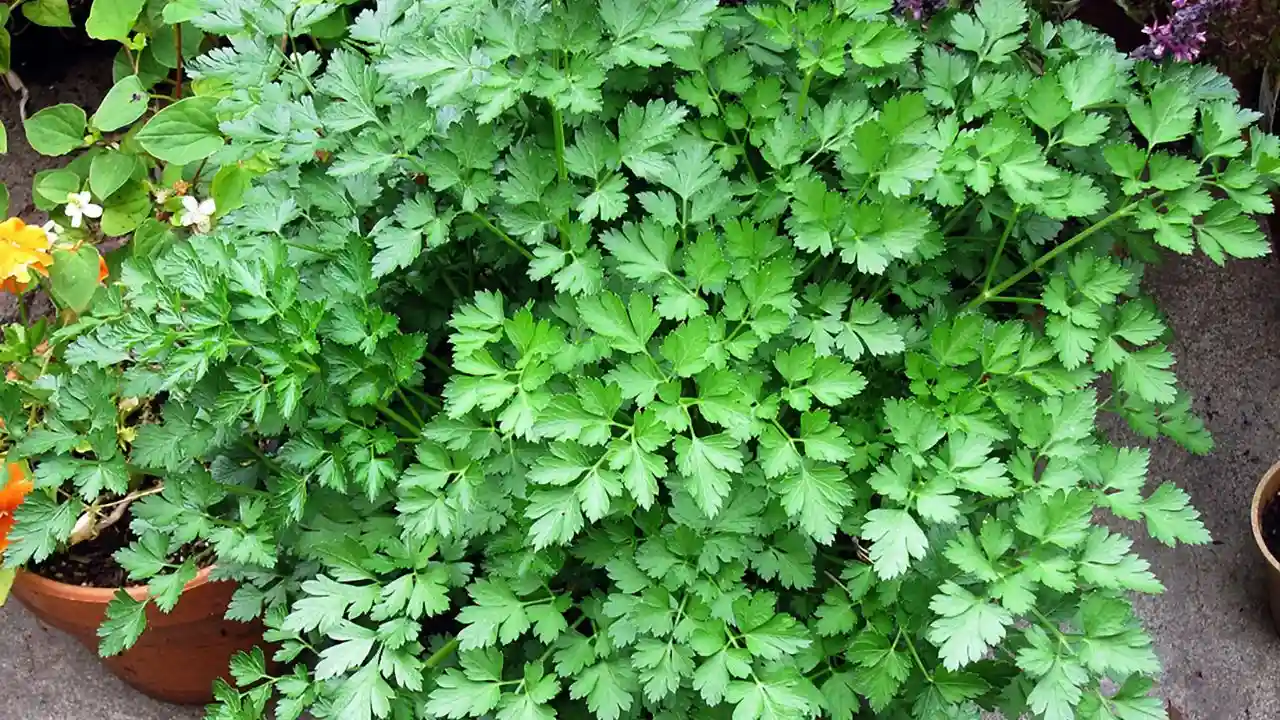 Can You Overwater Parsley