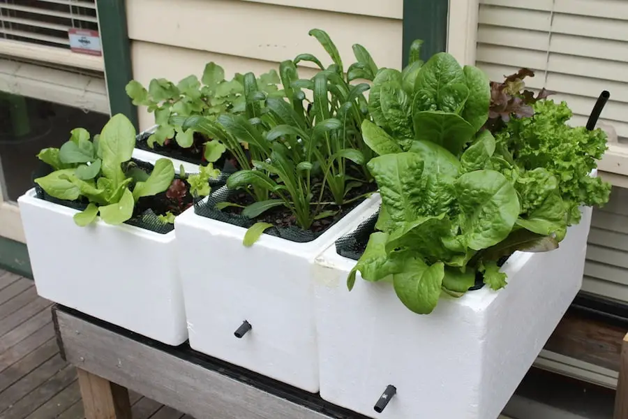 7 Amazing Self Watering Vegetable Planters