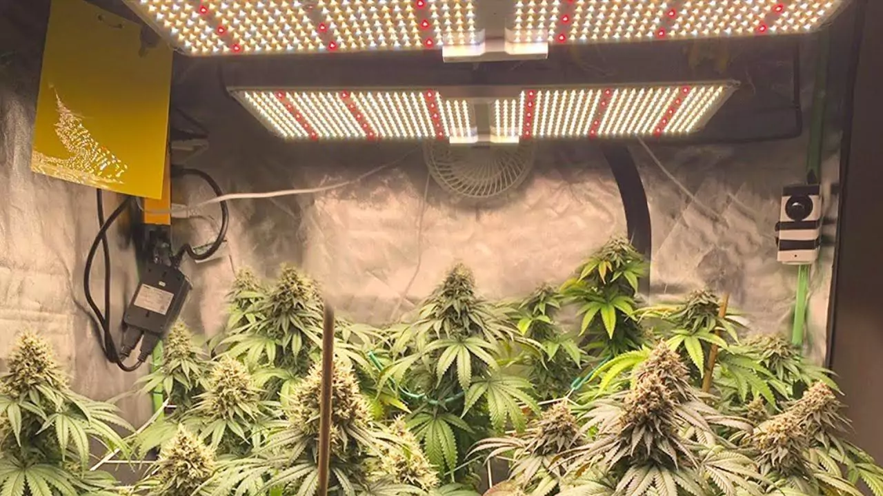 5 Best Grow Lights for Aeroponics